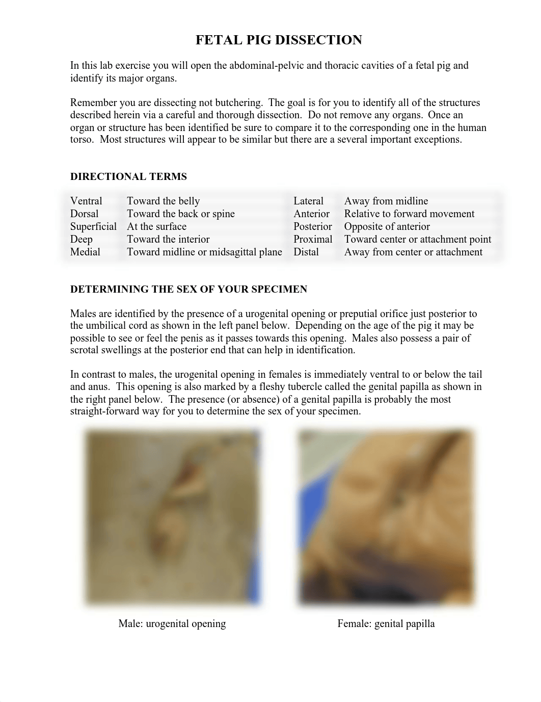 pig handout.pdf_dx76vundp5q_page1