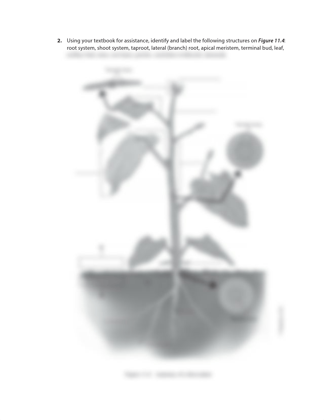 Exercise 11 Dicot Structure 2 (1).pdf_dx7iqeupzk8_page1