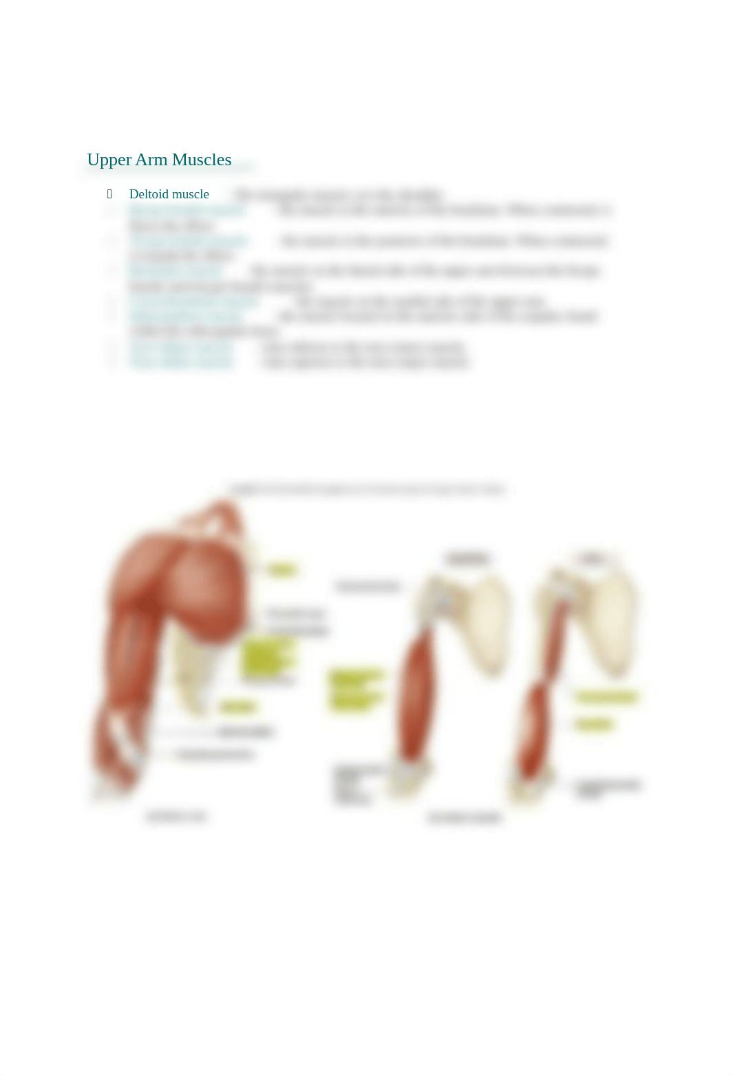 Chapter 11 Lab appindicular.docx_dx7kf8z8bnx_page5