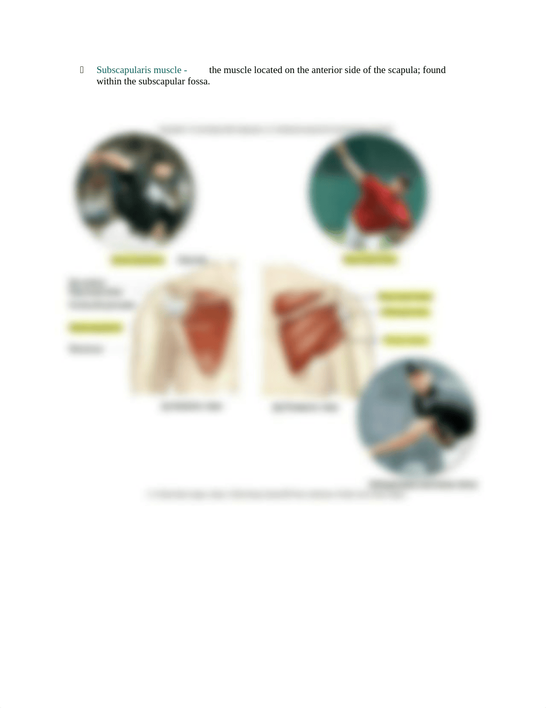 Chapter 11 Lab appindicular.docx_dx7kf8z8bnx_page2