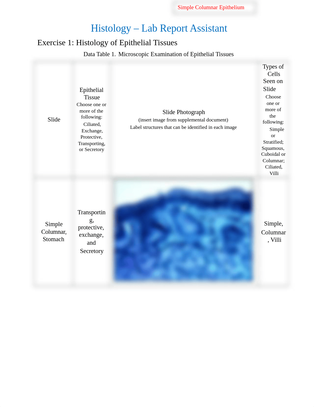 Lab Report 4 - Histology (2).docx_dx7lc81rspn_page1