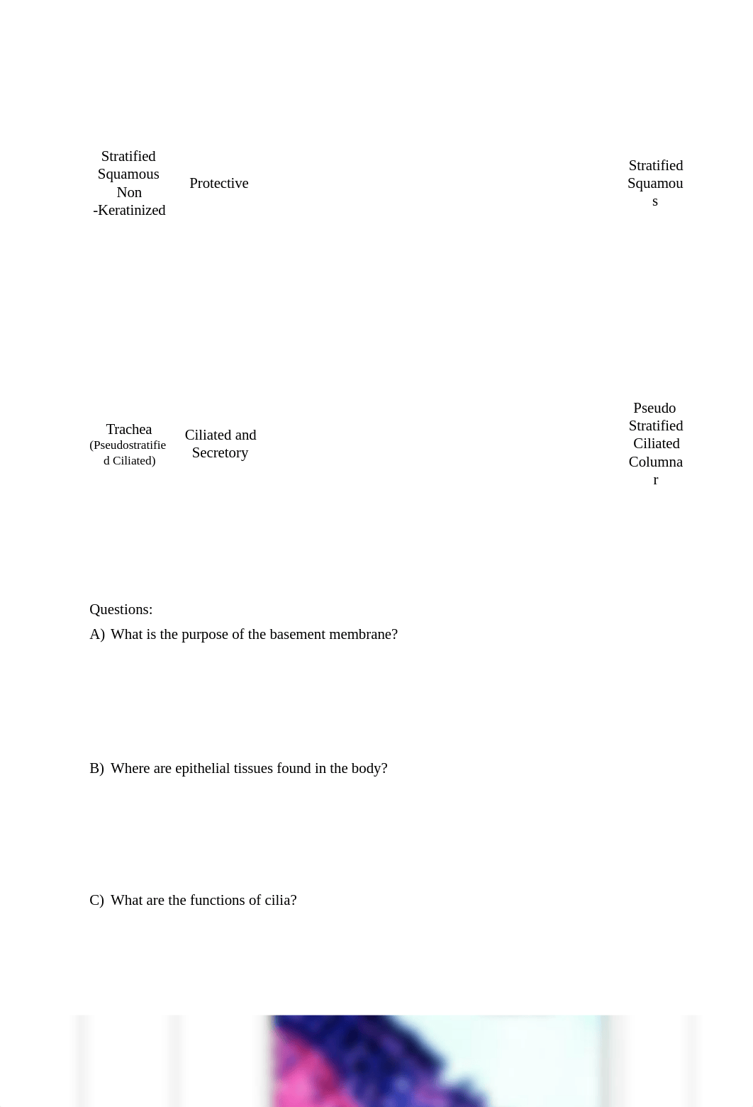 Lab Report 4 - Histology (2).docx_dx7lc81rspn_page3