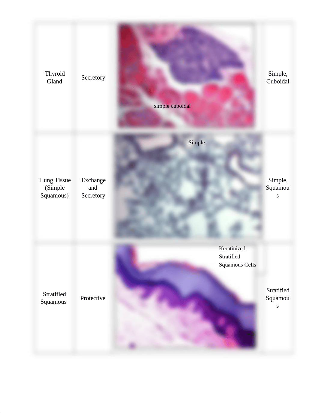 Lab Report 4 - Histology (2).docx_dx7lc81rspn_page2