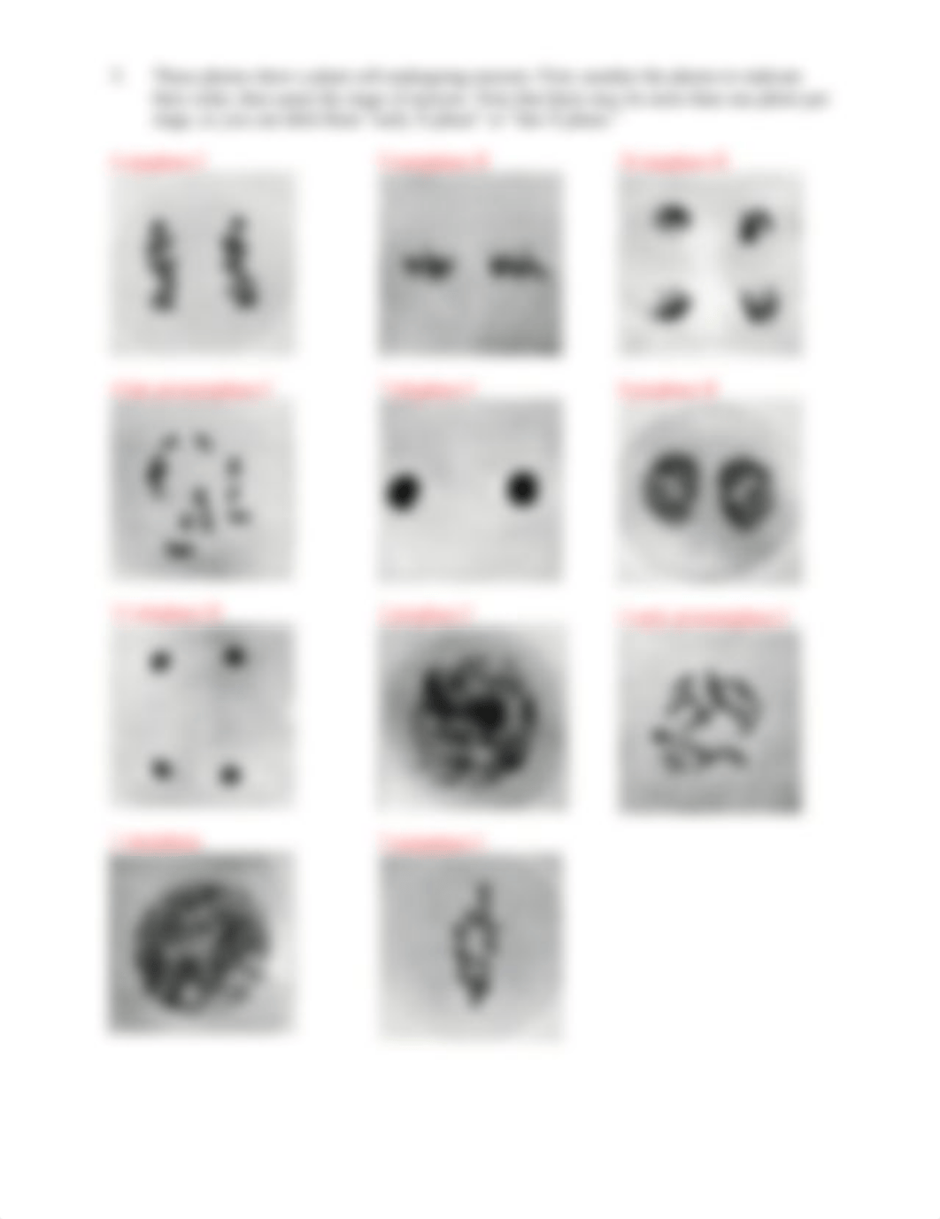 17b. Key Meiosis activity.docx_dx7o8w0j63d_page2