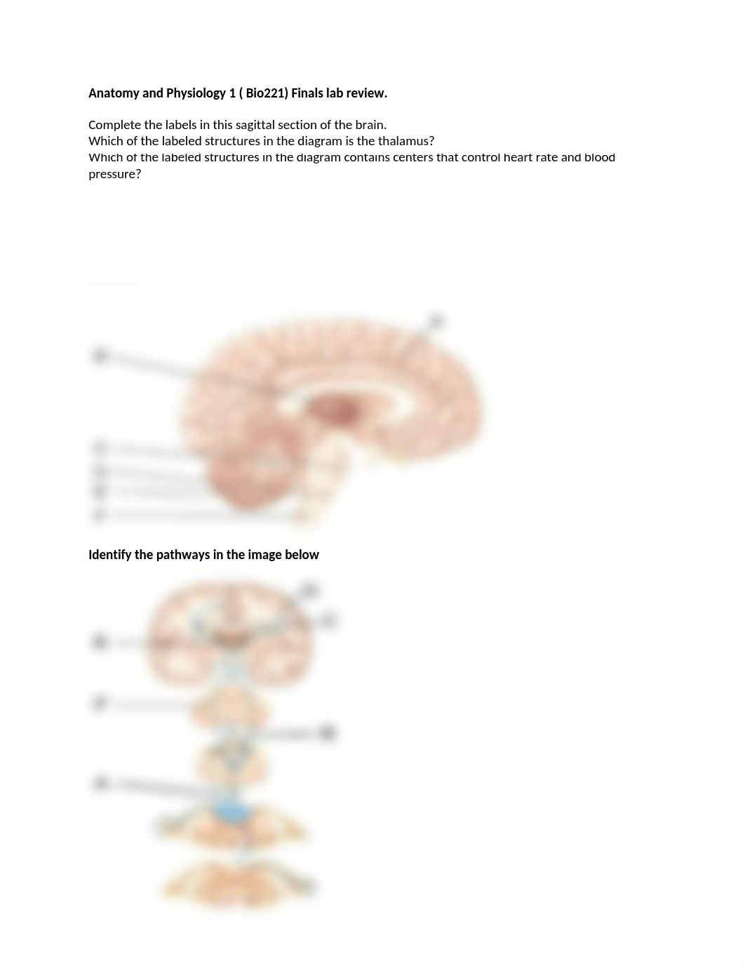 Biol 221 Lab Finals Review Fall 17.docx_dx7xjv8r0ug_page1