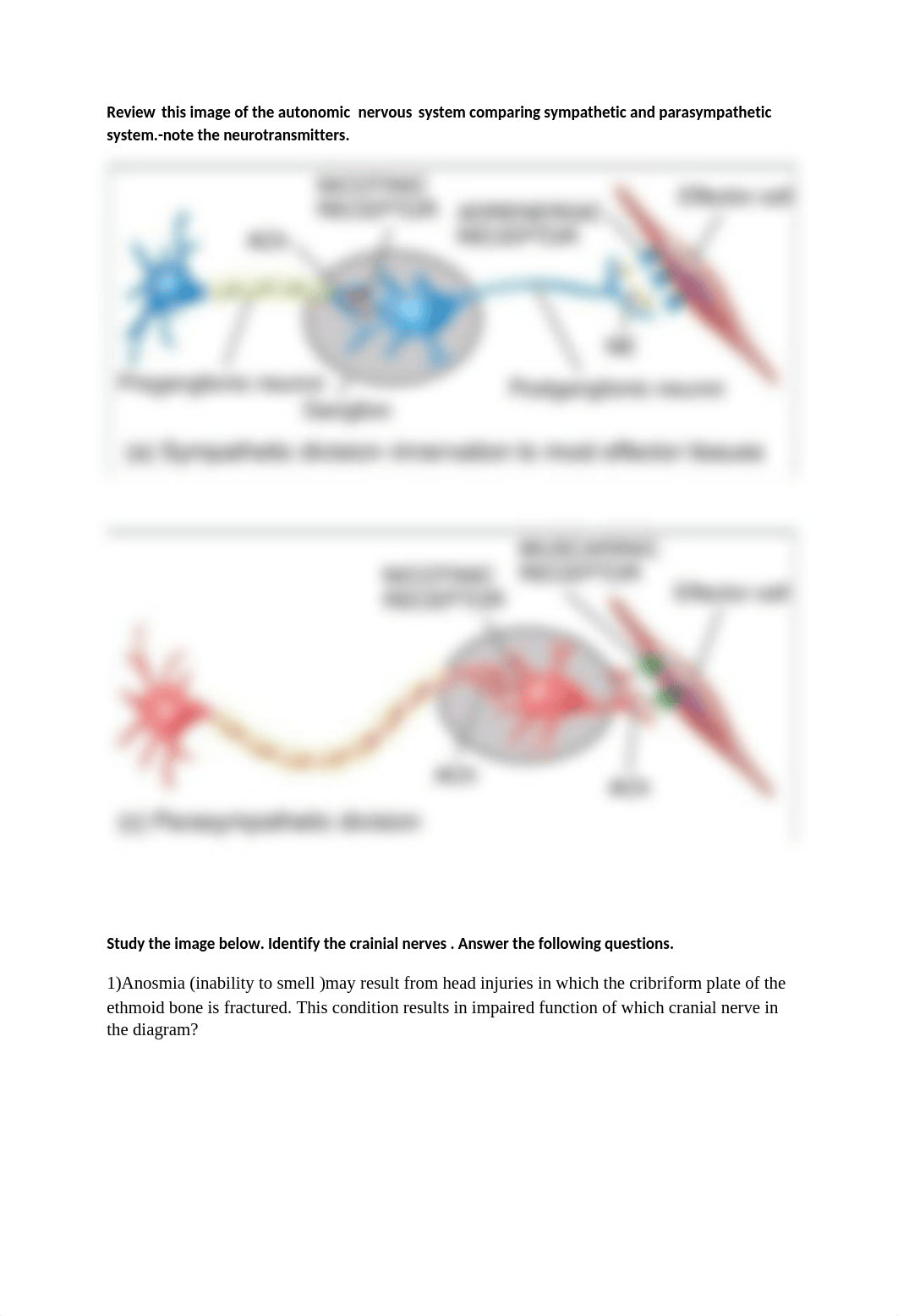 Biol 221 Lab Finals Review Fall 17.docx_dx7xjv8r0ug_page2