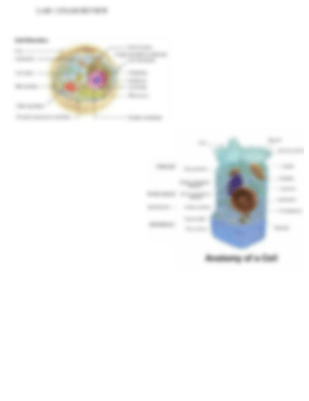 Lab Exam 1 Review_dx7xo9z01h5_page4