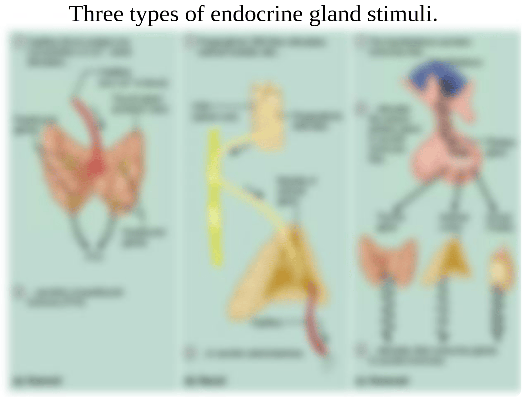 LAB Chapter 16 Endocrine Dr Gantt.pdf_dx9hwn459r6_page5