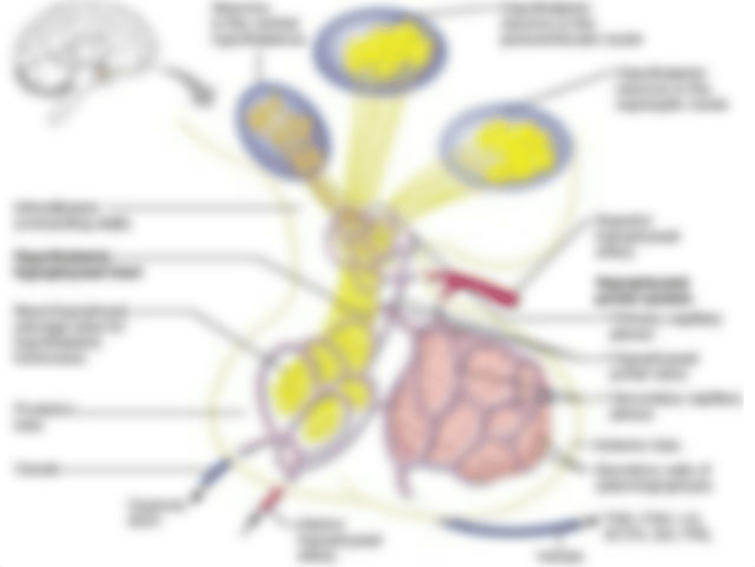 LAB Chapter 16 Endocrine Dr Gantt.pdf_dx9hwn459r6_page4