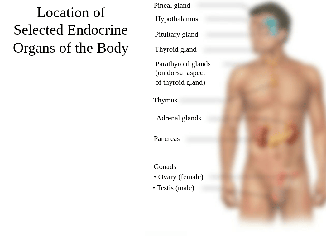 LAB Chapter 16 Endocrine Dr Gantt.pdf_dx9hwn459r6_page1