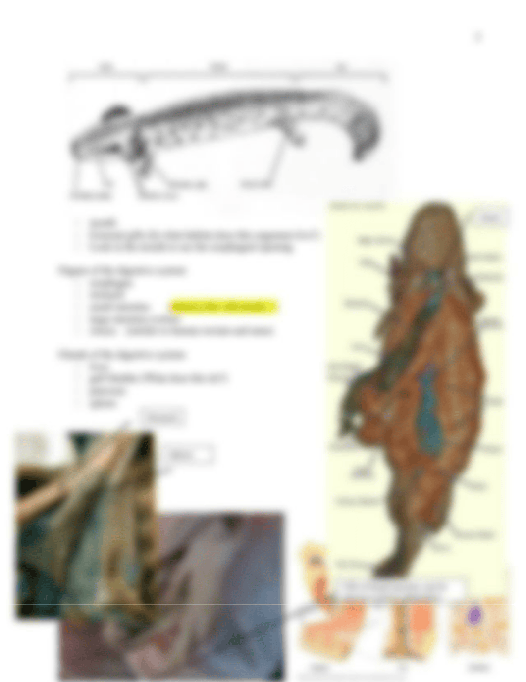 Lab 8 Necturus dissection.docx_dx9spd0yrfe_page2