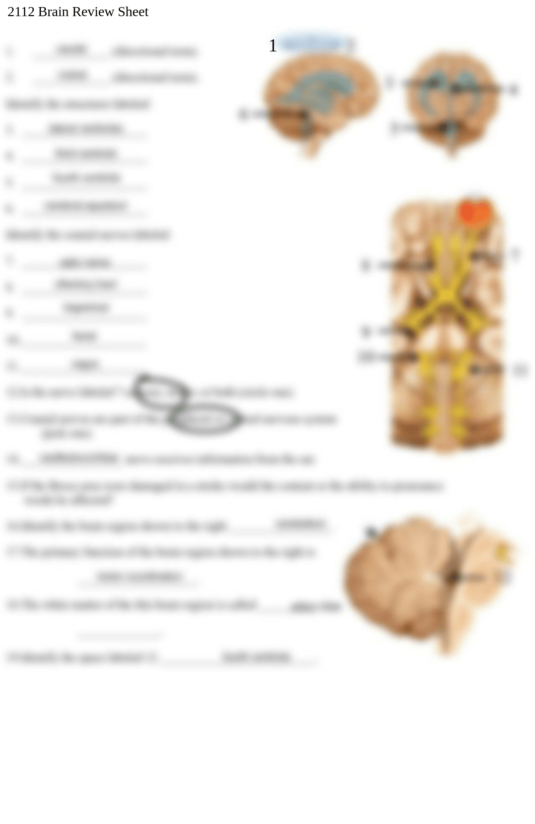 2112 Brain Review.pdf_dxa2gwfalzl_page2