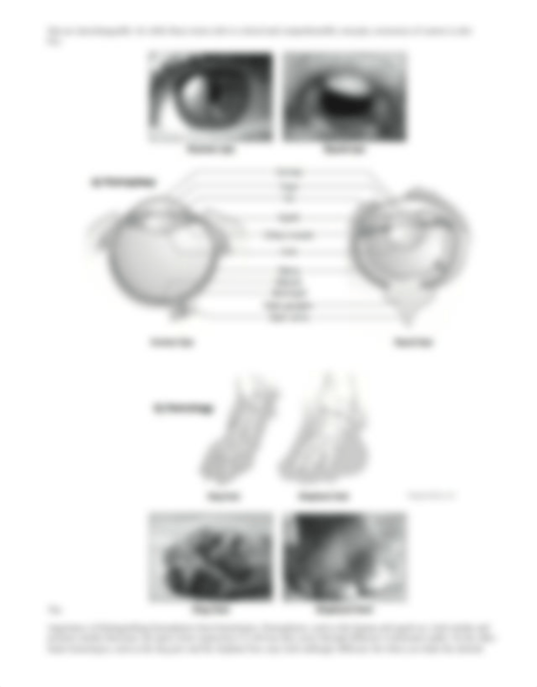 Dissection+Lab.pdf_dxa58lhr1ev_page2