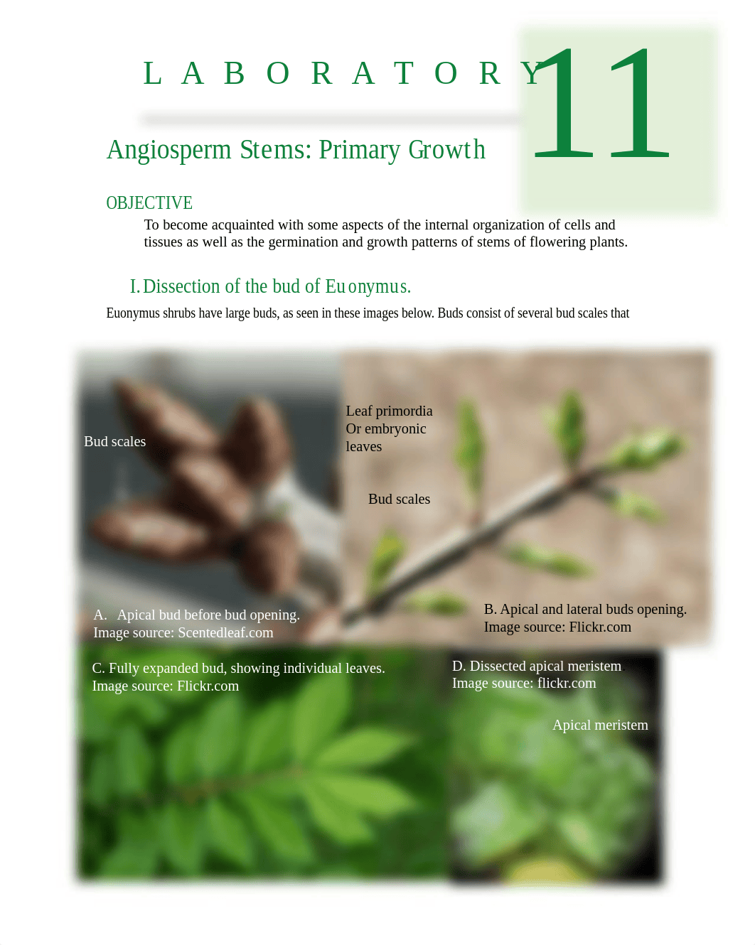 Angiosperm sterms- Primary Growth.pdf_dxab4na01h7_page1