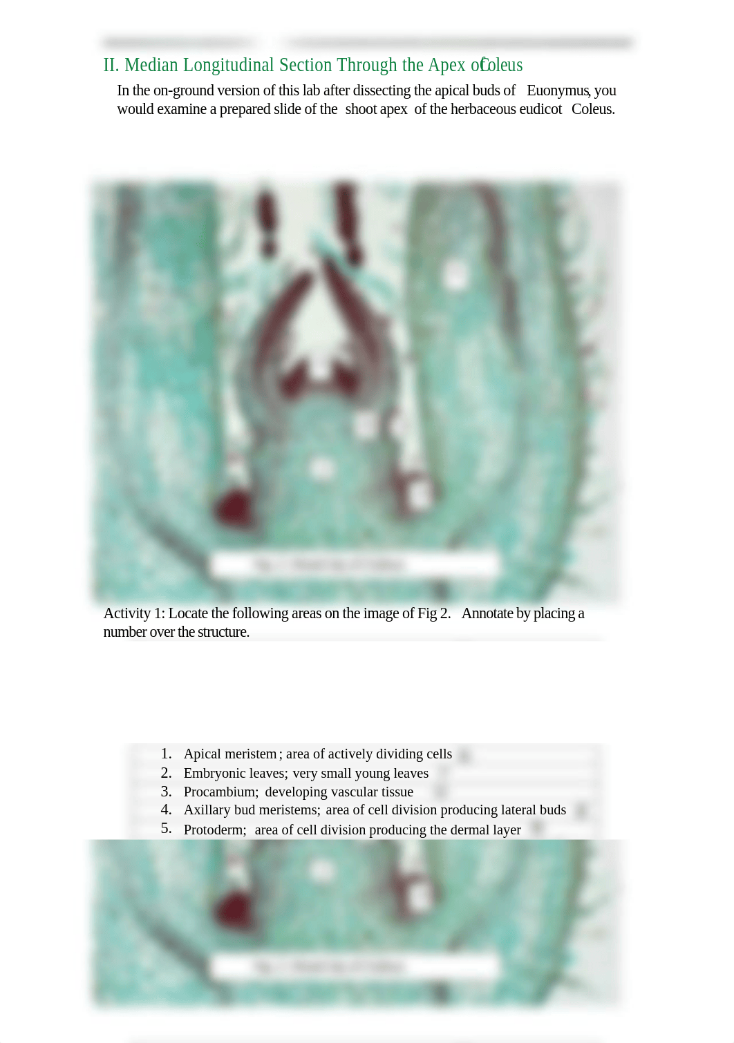 Angiosperm sterms- Primary Growth.pdf_dxab4na01h7_page3