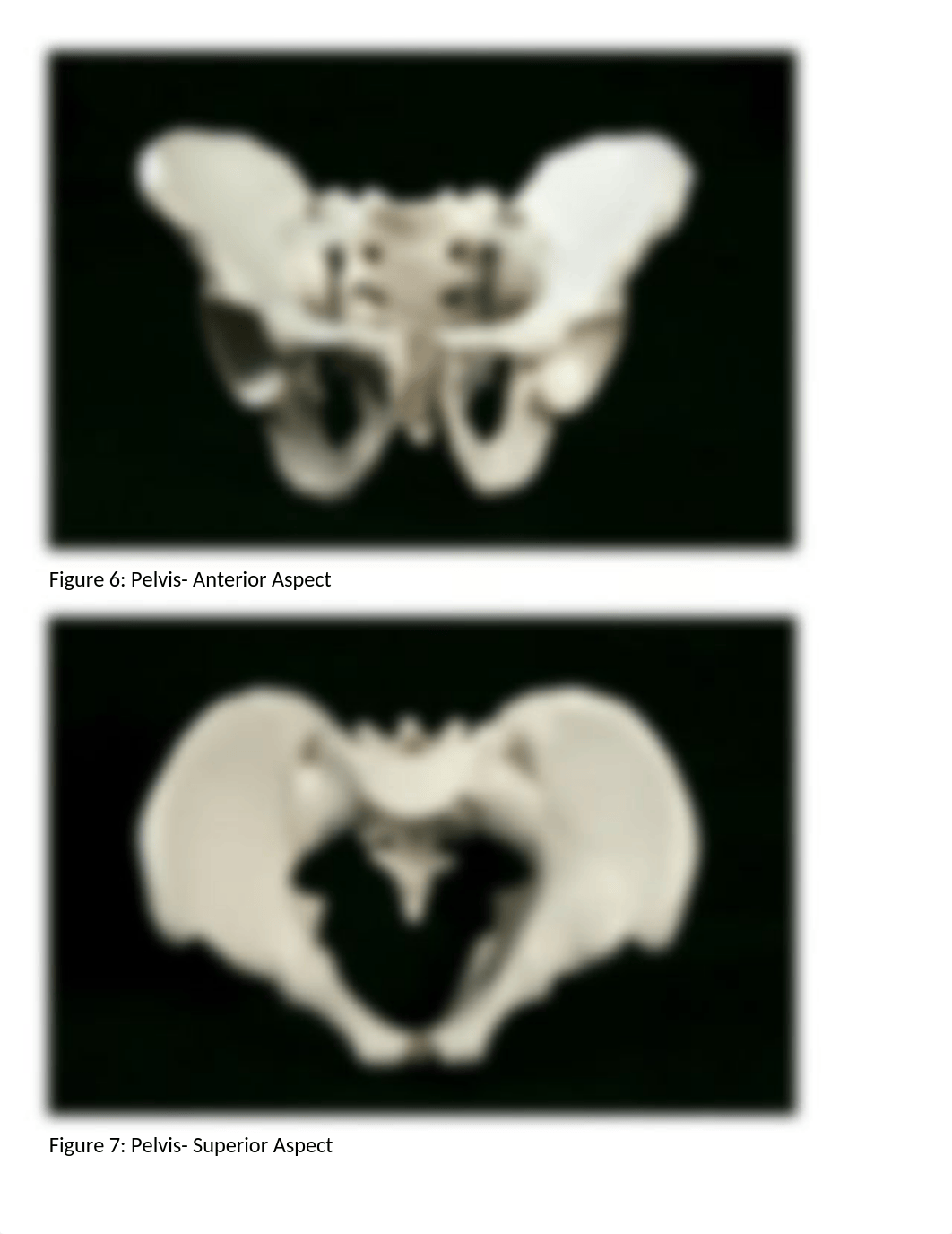 2021 Fall Lab Forensic anthropology Virtual Lab.docx_dxapcz4xl9g_page4