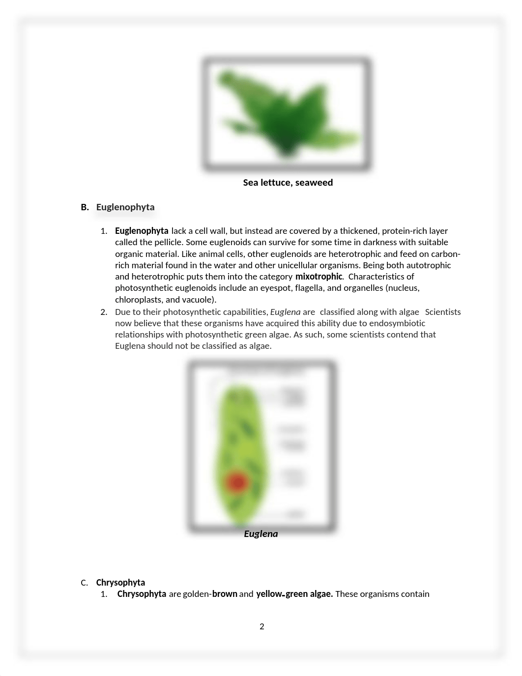 10 protist helminth worksheet copy.docx_dxawaj3fn04_page2