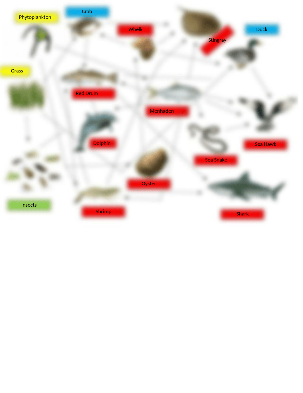 NEW food web for Bio.docx_dxb6xsx1epg_page1