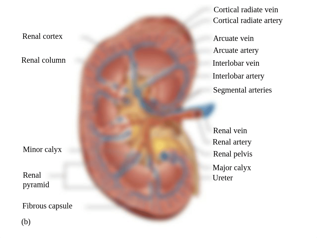 BIOL2404 - Chapter 15 - Urinary System.pdf_dxbyb7xhn3u_page5