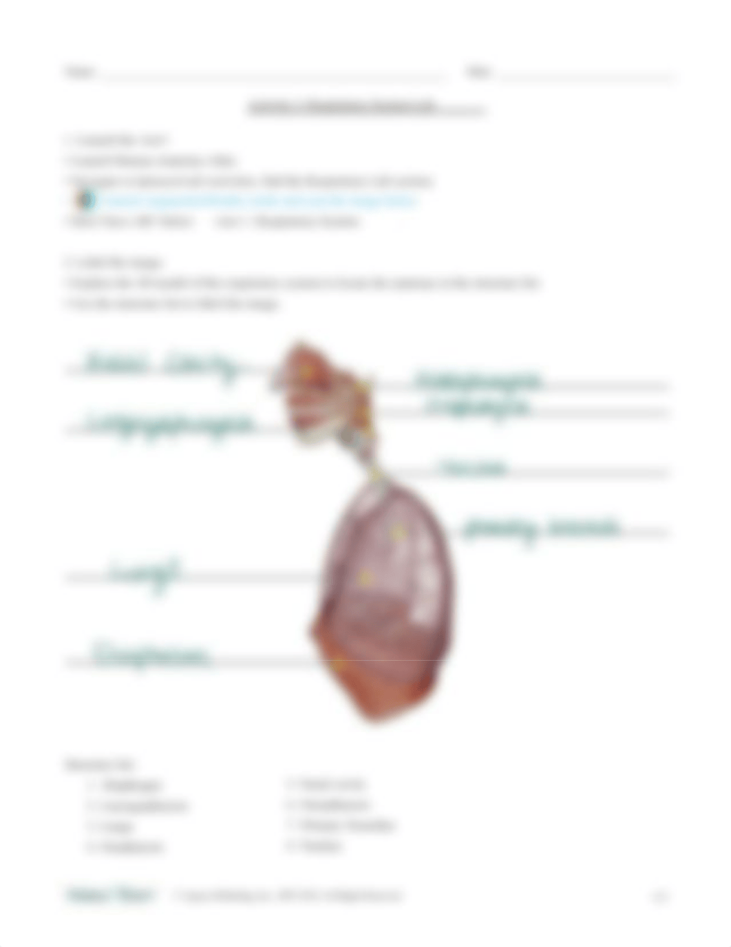 respiratory-lab-activity.pdf_dxcavgy7a9e_page3