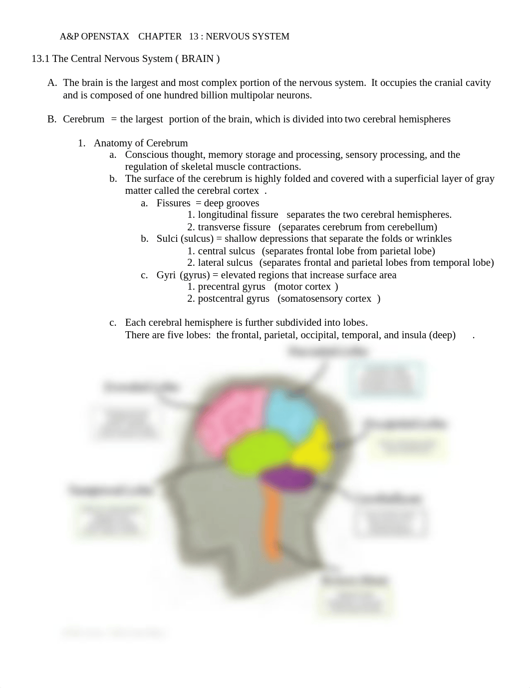 Chapter 13 Brain Spinal cord Guided Notes Outline PVCC.docx_dxd5kjg8qgq_page1