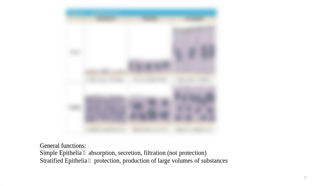 BIO 1150 Exam 1 Week 2 - Histology.pptx_dxdg1q2ifpt_page5