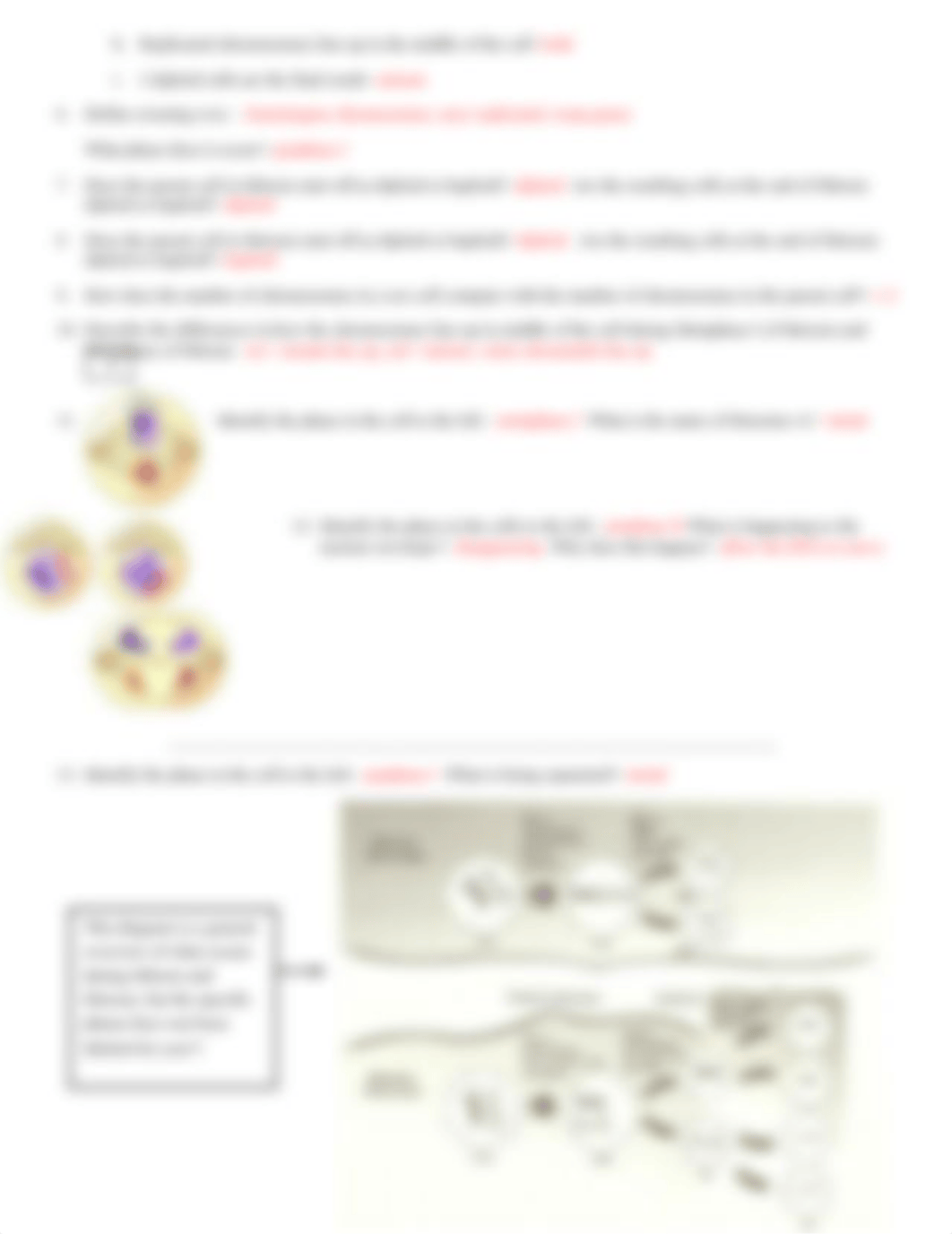 mitosis and meiosis worksheet.doc_dxec5sbz6mj_page2