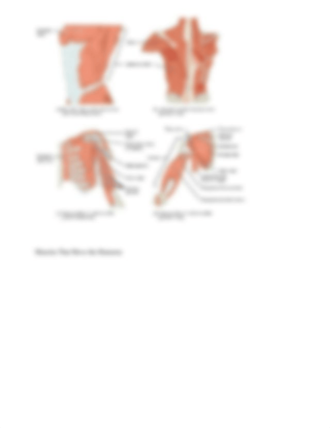 Muscles of the Pectoral Girdle and Upper Limbs_dxecicf4eu1_page3