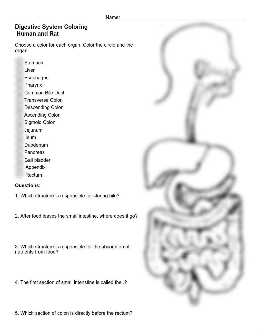 Digestive System Coloring_dxeh53q494b_page1