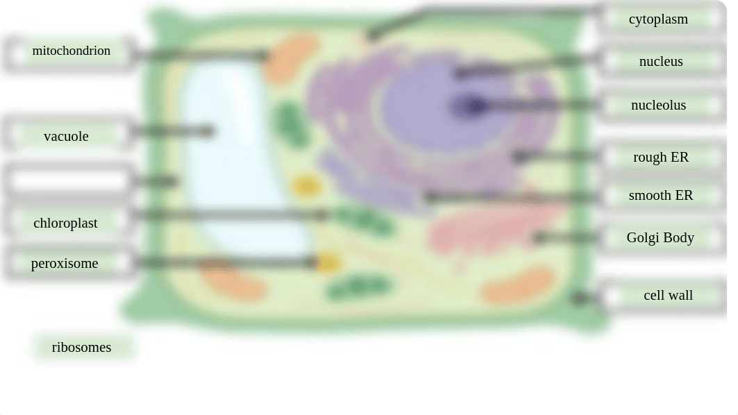 Copy_of_Partial_Answer_Key_Labeling_Eukaryotic_Cell_Structure_dxekleijg6v_page2