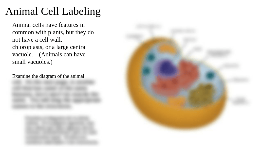 Copy_of_Partial_Answer_Key_Labeling_Eukaryotic_Cell_Structure_dxekleijg6v_page3