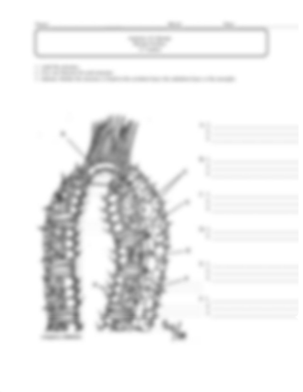 Porifera Worksheet (1).pdf_dxfi4p3u08w_page4