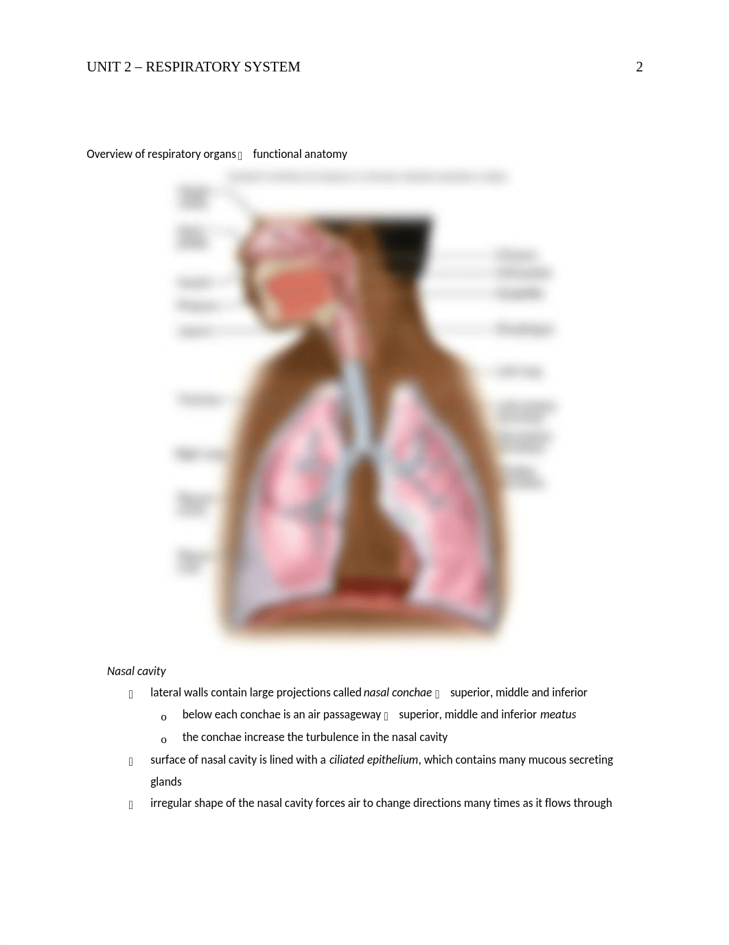 Respiratory System.doc_dxfrmsl2eq3_page2