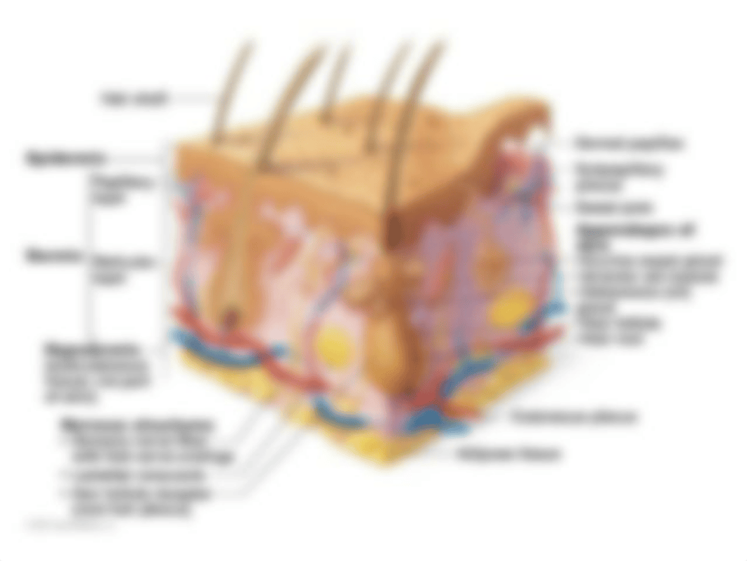 Exercise 5 Diagrams Labeled Skin System.pptx_dxgyjmikag3_page2