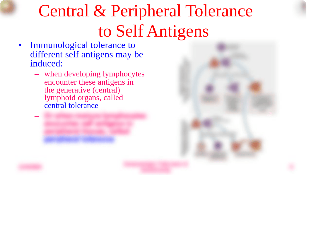 09 Immunologic Tolerance & Autoimmunity_dxh2jhn1ful_page5