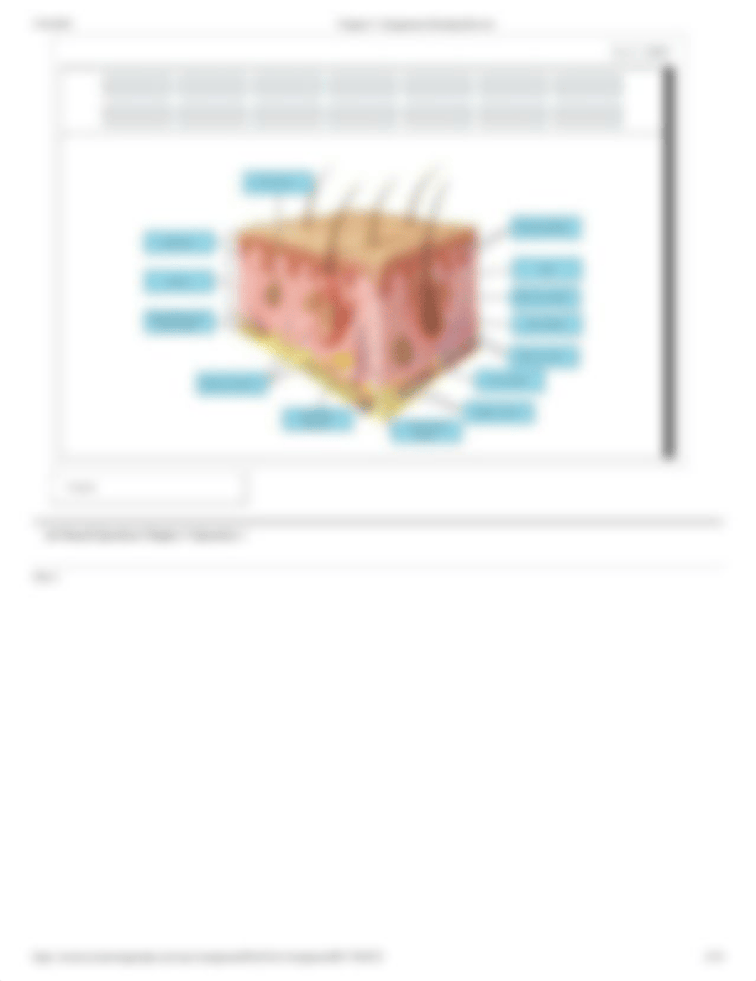 Chapter 5_ Integument Reading Review.pdf_dxhap1n879n_page4