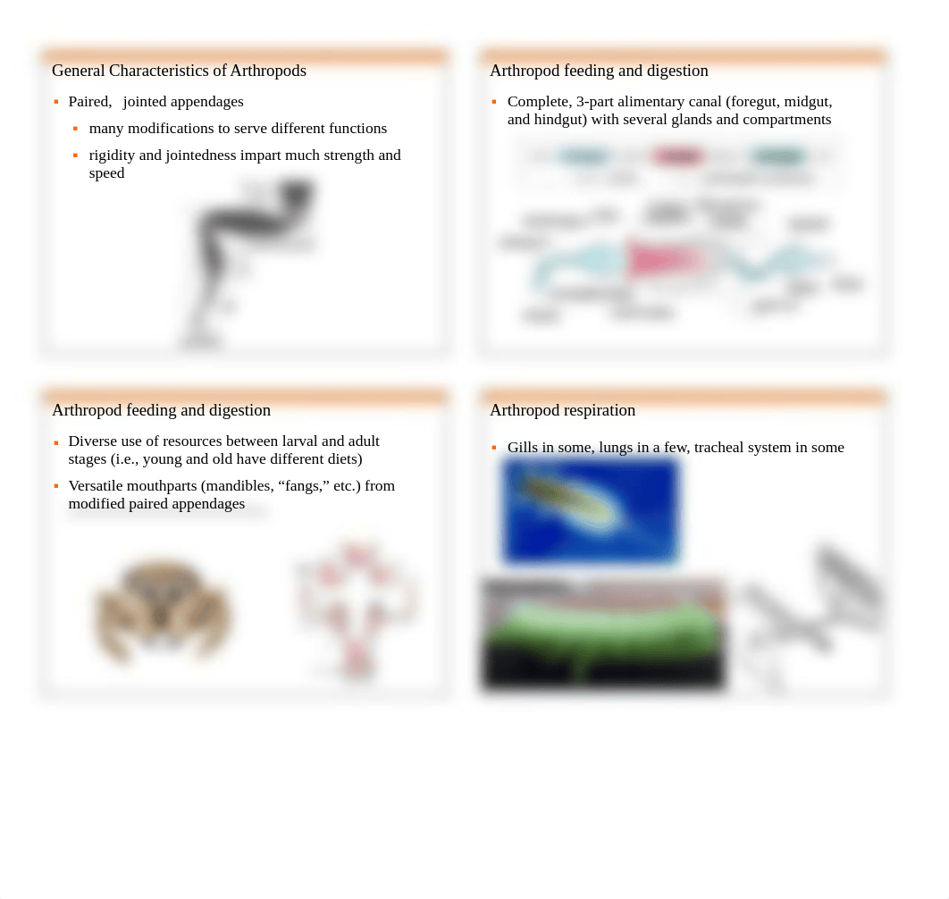 Chapter 19 Trilobites chelicerates and myriapods 2017_dxhn53zsa8p_page2