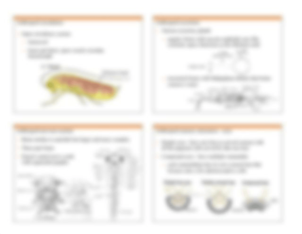 Chapter 19 Trilobites chelicerates and myriapods 2017_dxhn53zsa8p_page3