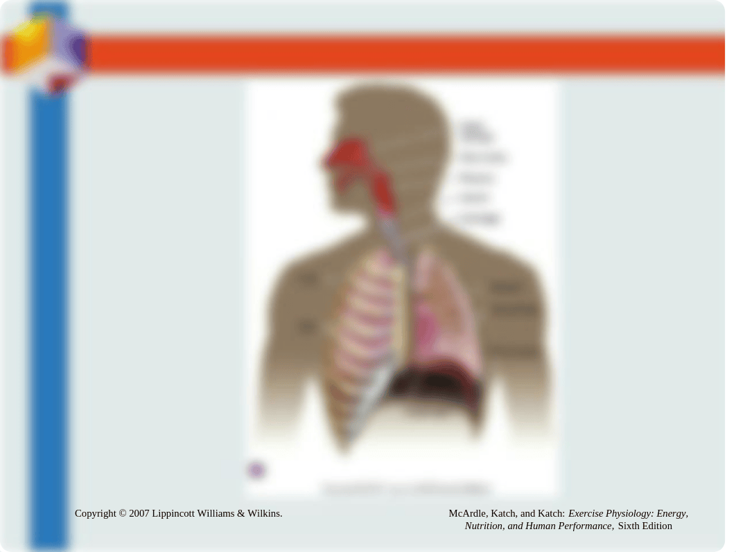 Chapter12 Pulmonary Structure and Function.ppt_dxiilzqqpwg_page3