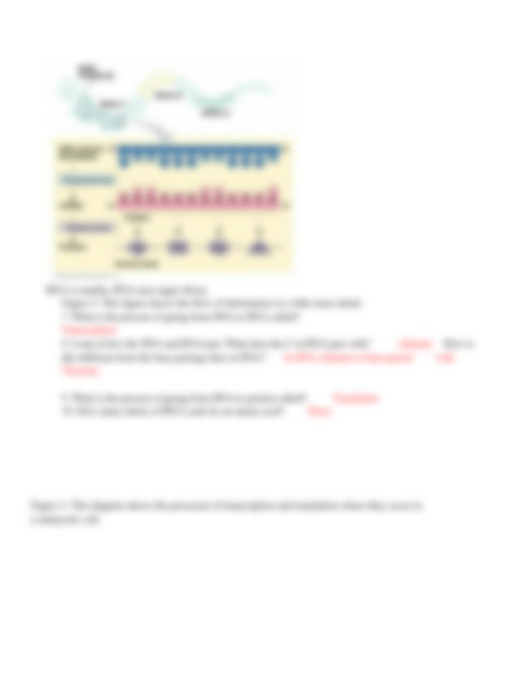 Protein_synthesis_POGIL_WM_dxilyi0zbia_page2