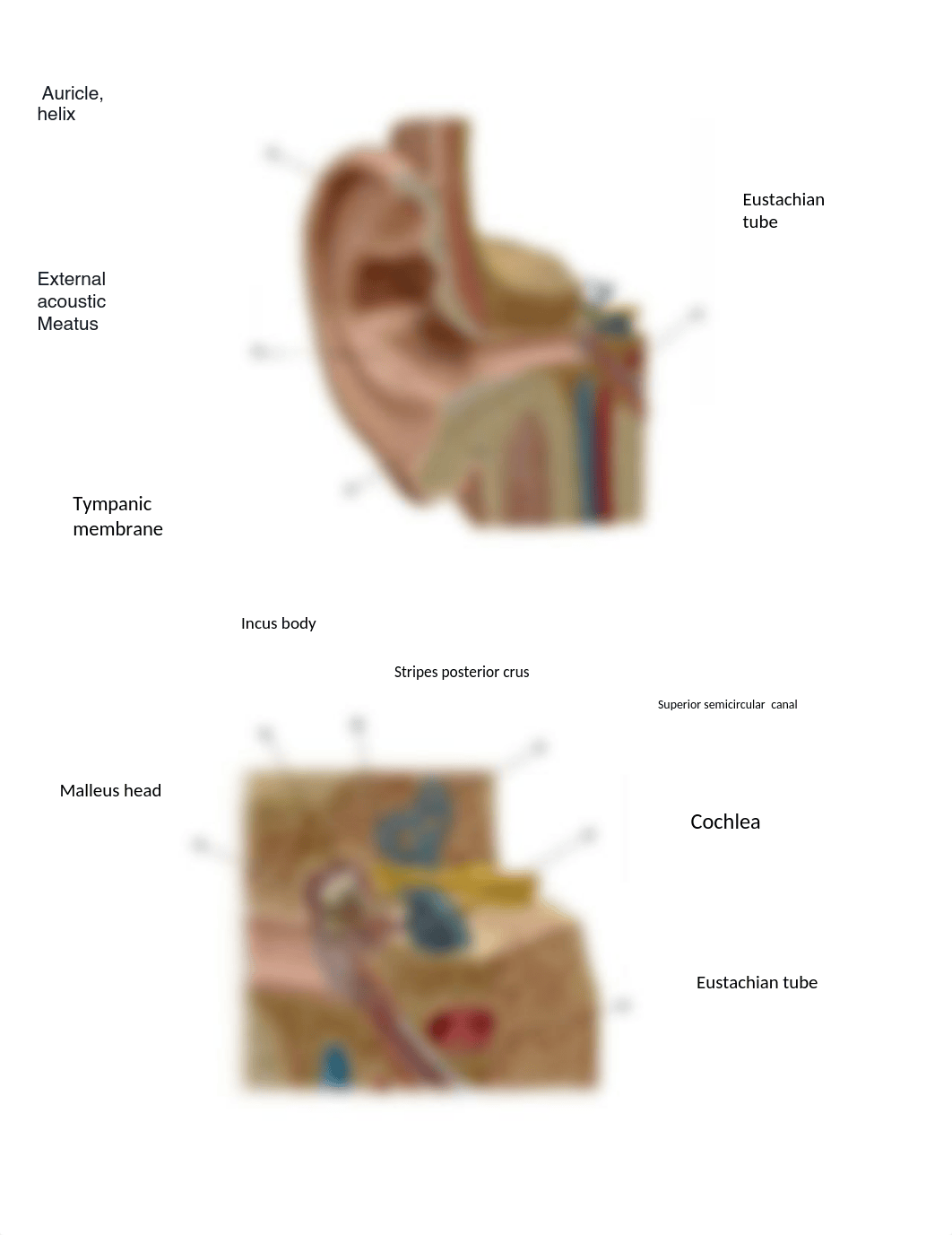 Lab Eye Ear Tongue bio 107 .pdf_dxj8r63c4ok_page1