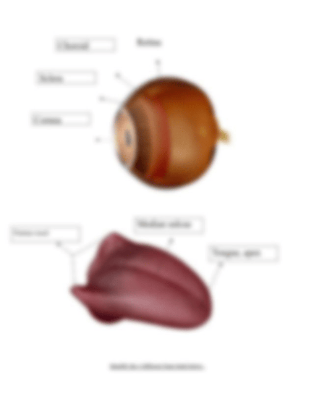 Lab Eye Ear Tongue bio 107 .pdf_dxj8r63c4ok_page4