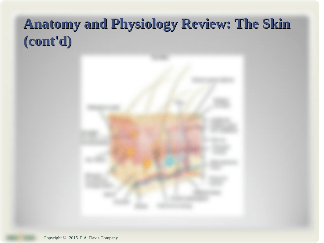 Ch30 caring for the child with an integumentary condition(1).ppt_dxjdeacex10_page3