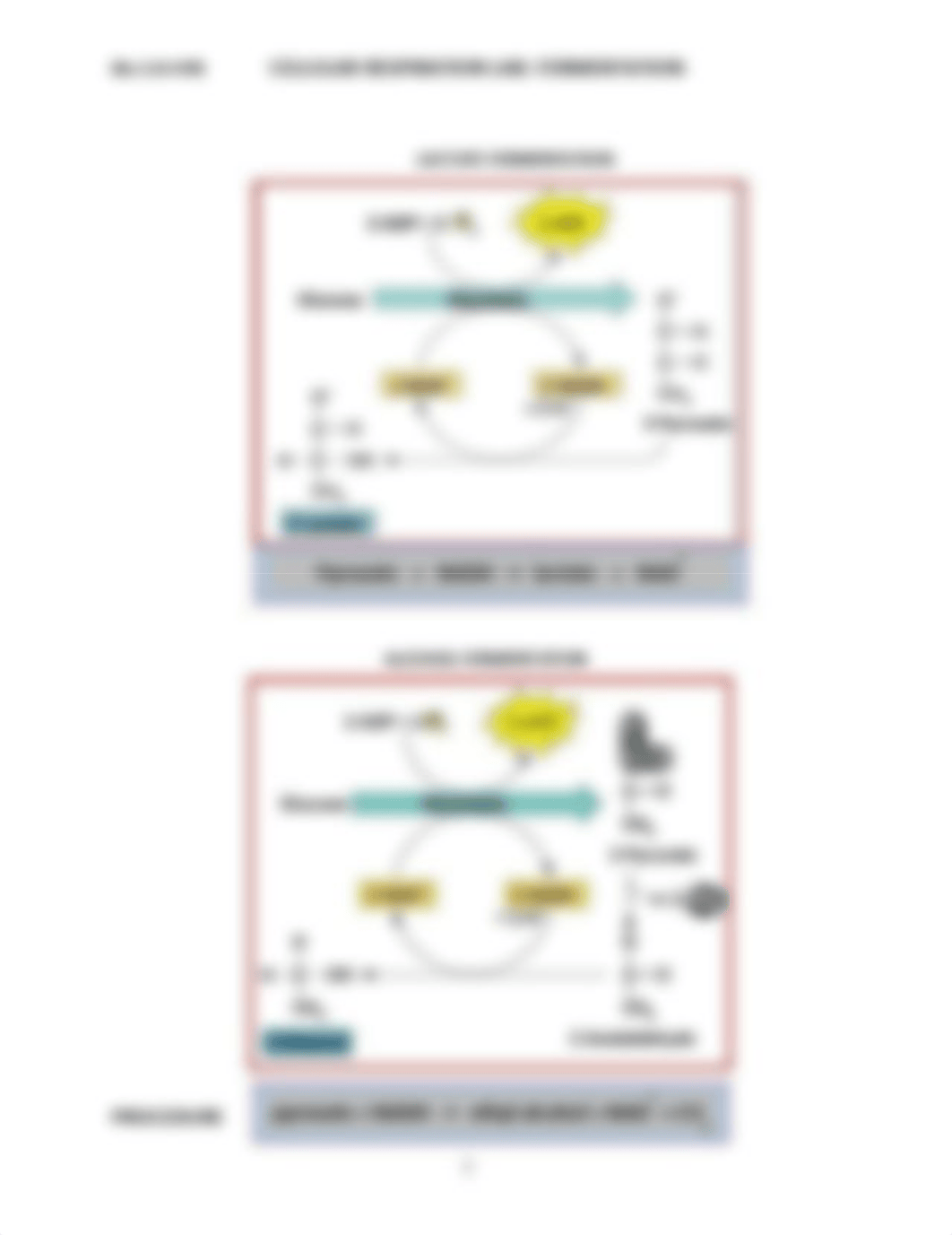 Fermentation LAB OL - Raymond Mei.pdf_dxjw7getjdy_page2