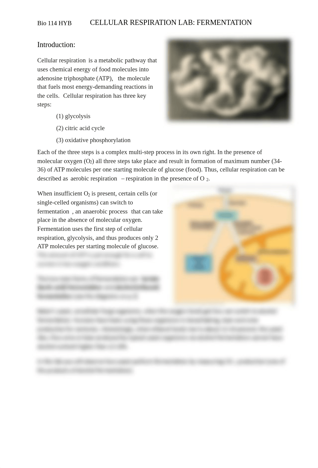 Fermentation LAB OL - Raymond Mei.pdf_dxjw7getjdy_page1