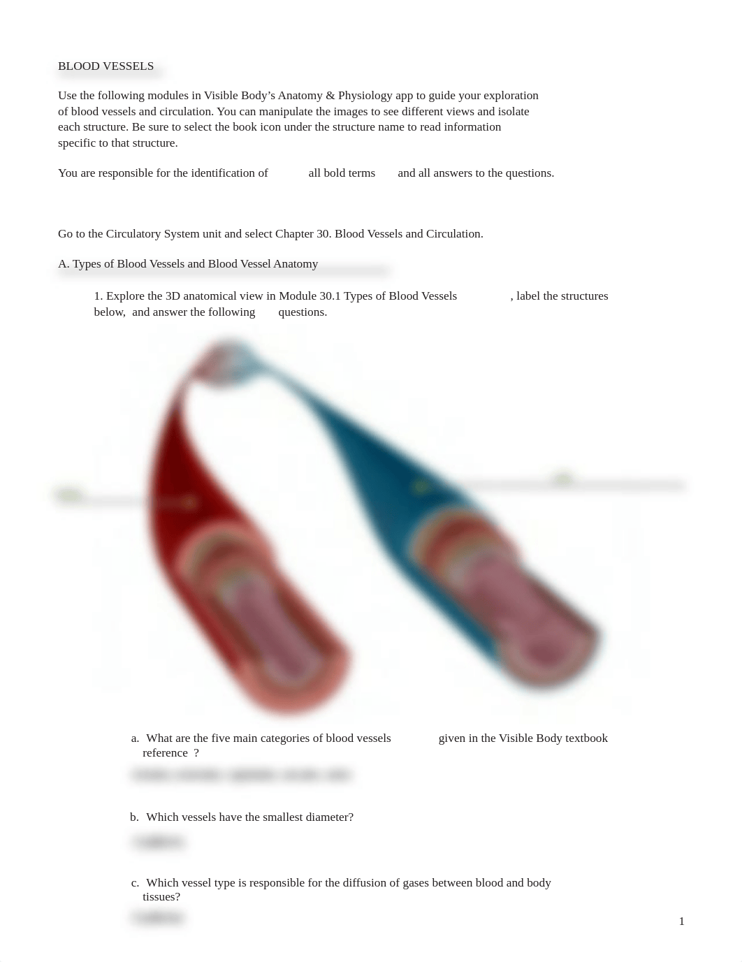 VB Blood Vessels comp - Key.pdf_dxl69j4yn16_page1