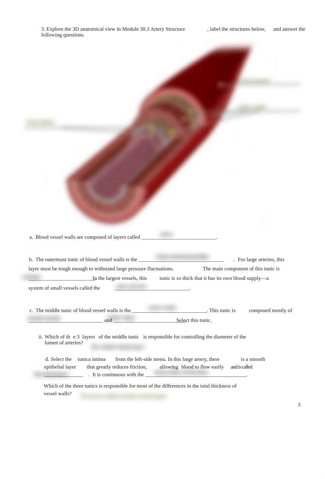 VB Blood Vessels comp - Key.pdf_dxl69j4yn16_page3