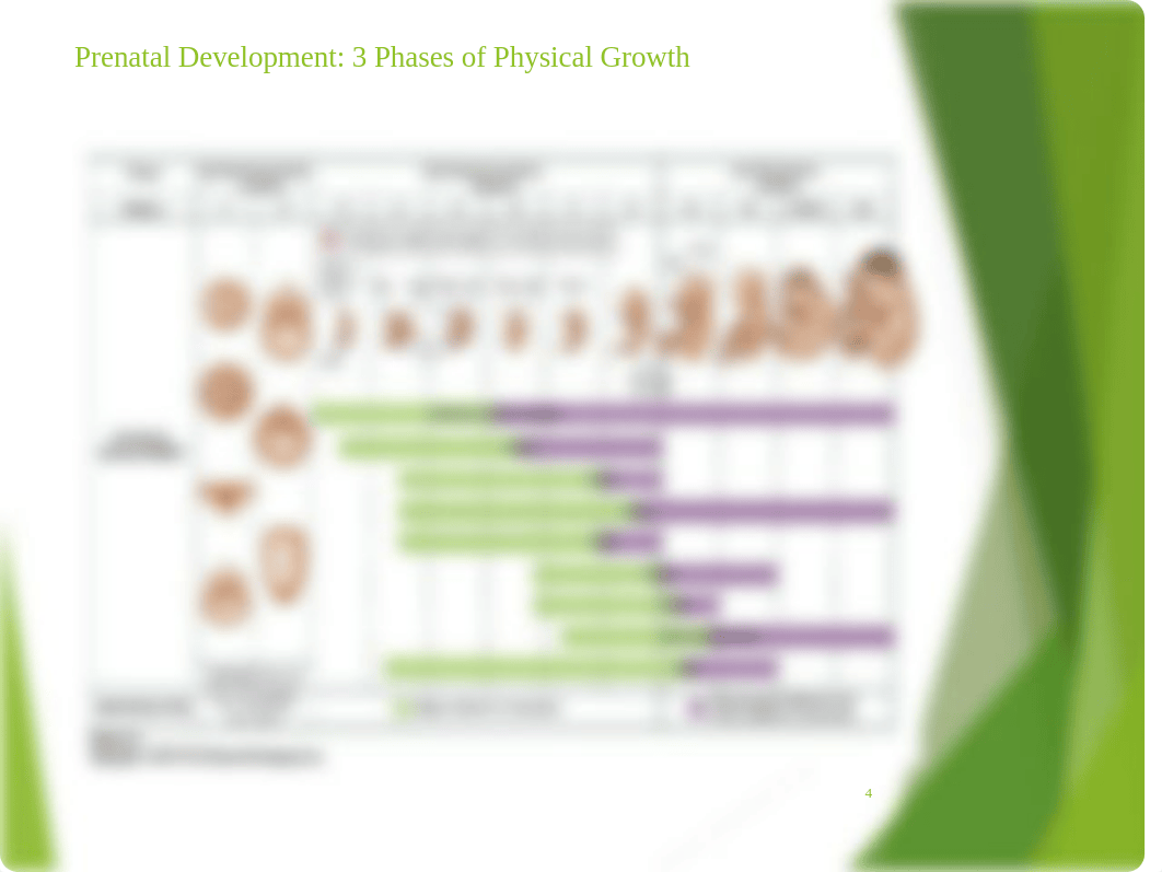 Ch. 4 - Development Across the Life Span.pptx_dxl94zwiws7_page4