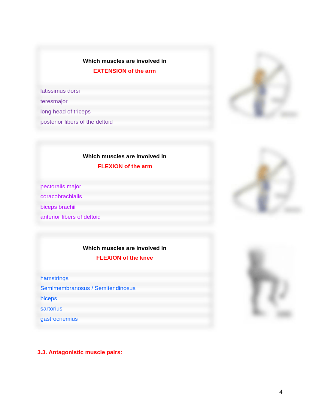 Lab 3 - Online Assignment - Muscles.pdf_dxlg5w9fnea_page4