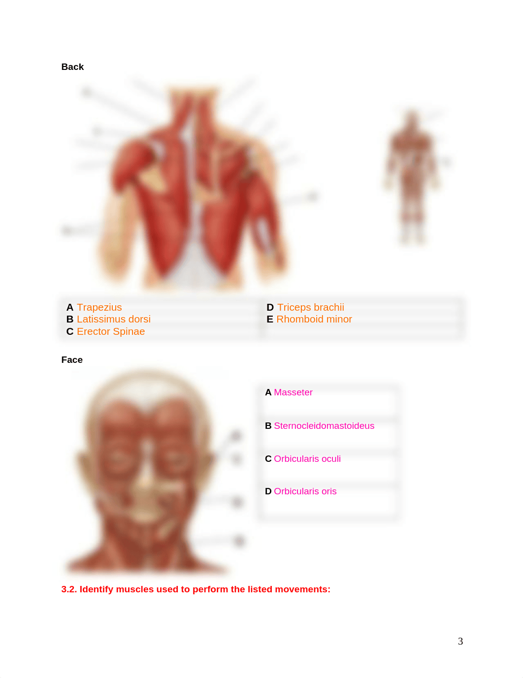 Lab 3 - Online Assignment - Muscles.pdf_dxlg5w9fnea_page3